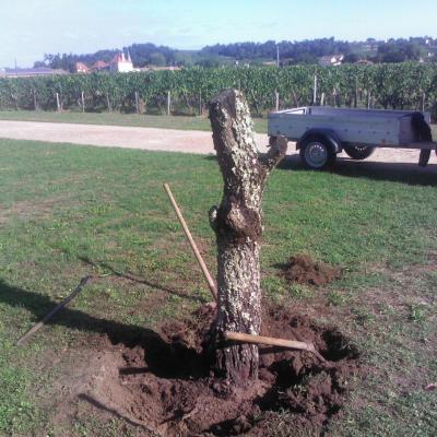 Souche & Cime d'Arbre